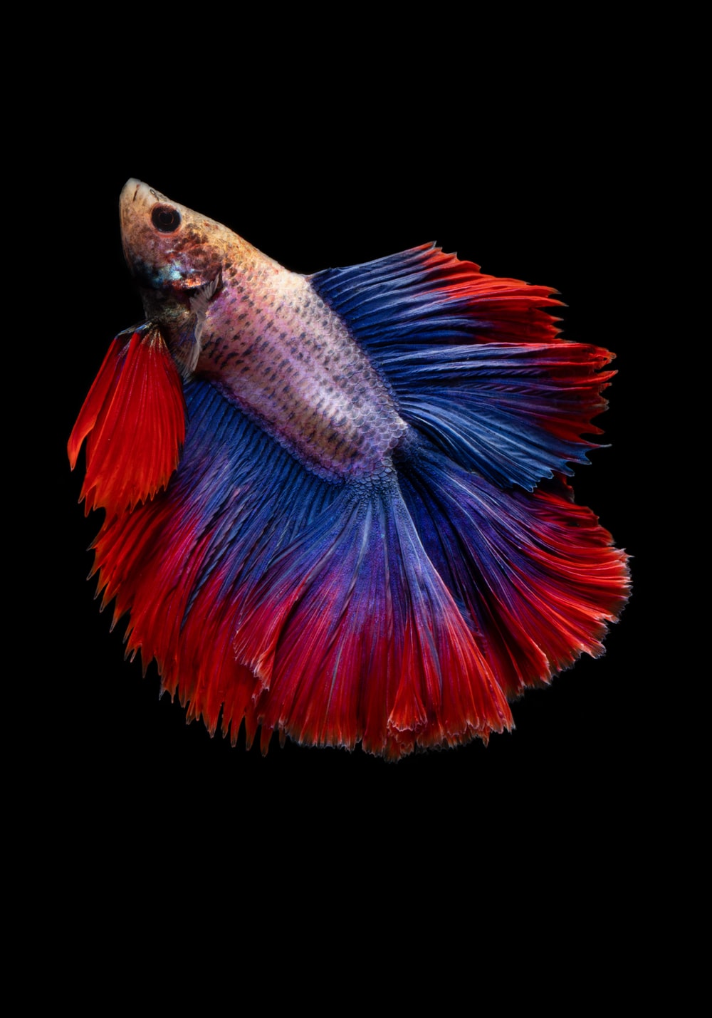 Discover The Best Betta Fish Here post thumbnail image