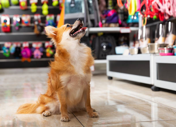 What Are The Advantages Of Selecting the Best Pet store? post thumbnail image