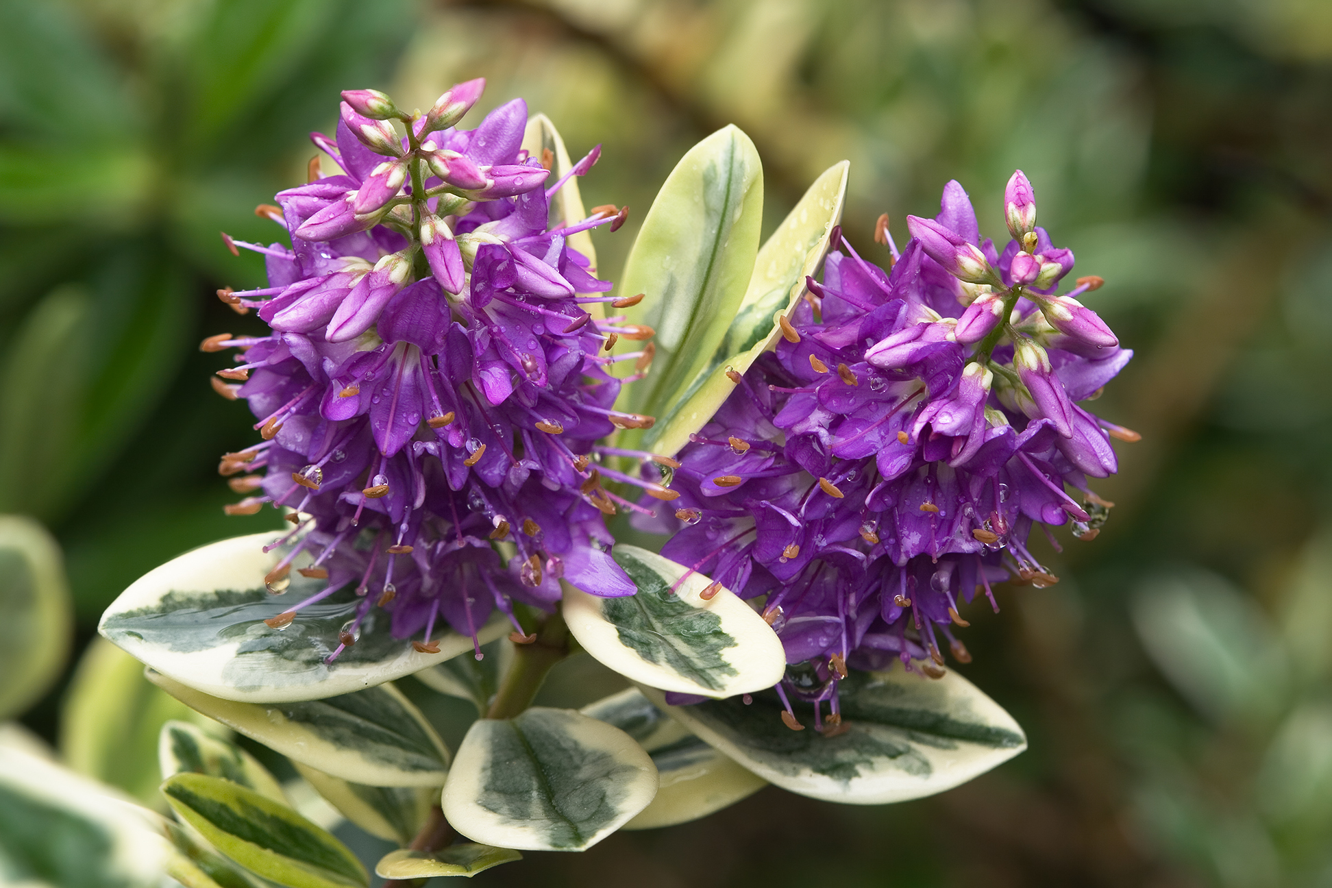 The best species of shrubs for easy maintenance can be found on this site post thumbnail image