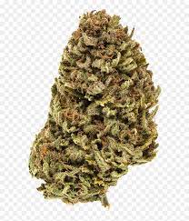 Know how to know what they are best weed strains post thumbnail image