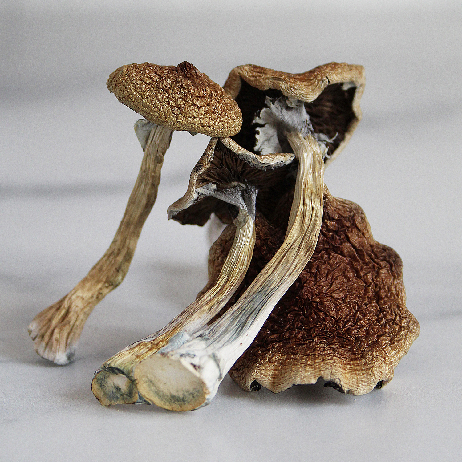 What should I know before taking magic mushrooms? post thumbnail image