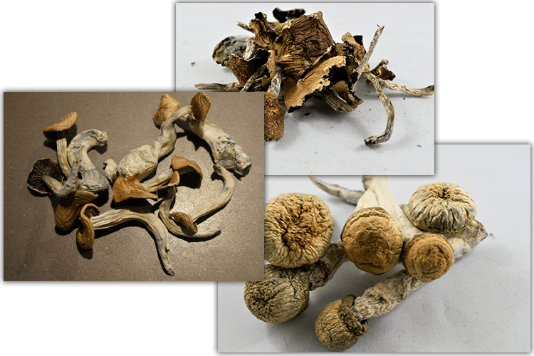 Magic Mushrooms online order Canada, All You Have To Know post thumbnail image