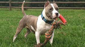 Find out about the advantages of having Pit bull training post thumbnail image