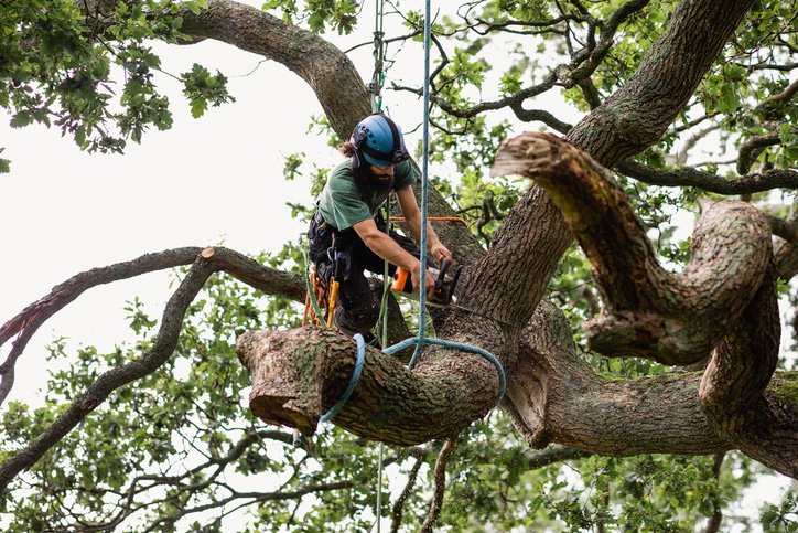 The Benefits of Tree Removals in the Sunshine Coast Area for Homeowners and Businesses post thumbnail image