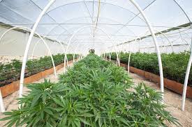 Investing in cannabis real estate: the best way to capitalize on cannabis industry growth post thumbnail image