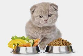 Unlock Total Wellbeing for the Cat with cat nutrition powder post thumbnail image