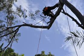 Tree Removal Services From Experienced Professionals in Sunshine Coast post thumbnail image