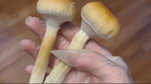How Mushrooms Can assist you in attaching With Nature with Detroit Forest Showering? post thumbnail image